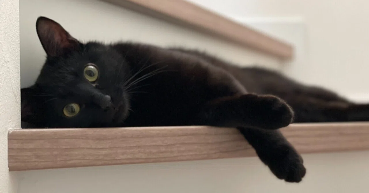 飼い猫に振り回されるアニマルコミュニケーター