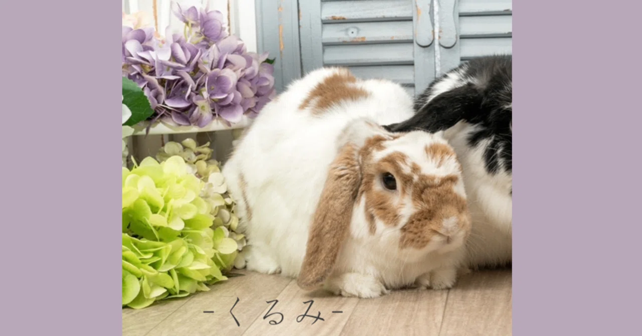 ウサギとテレパシーで話した体験記事