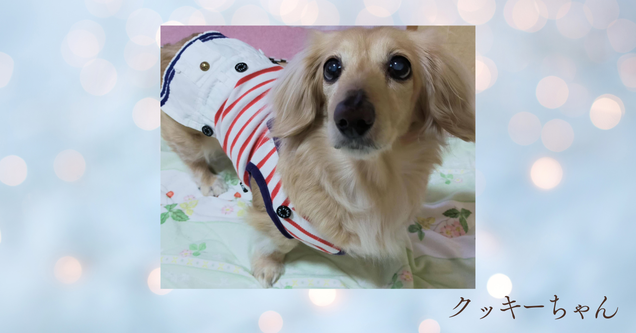 対面セッション｜クッキーちゃん🫧