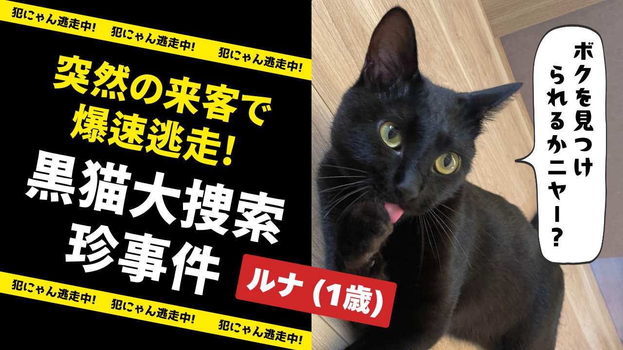 黒猫脱走の記事画像